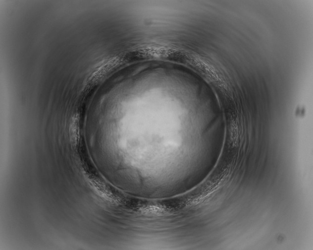 X0000100930594200807011223