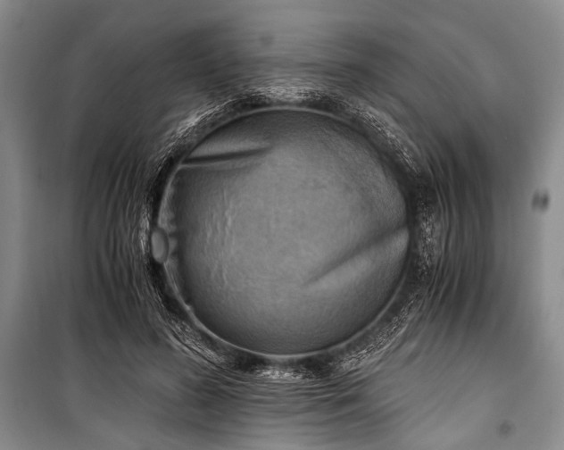 X0000100930596200807011223