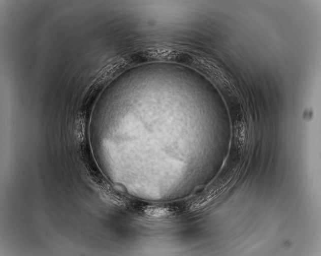 X0000100930602200807011223