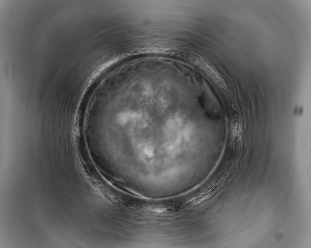 X0000100930628200807011222