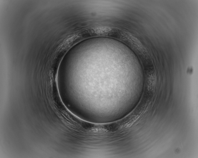 X0000100930644200807011222