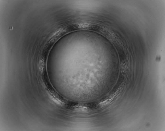 X0000100930648200807011222