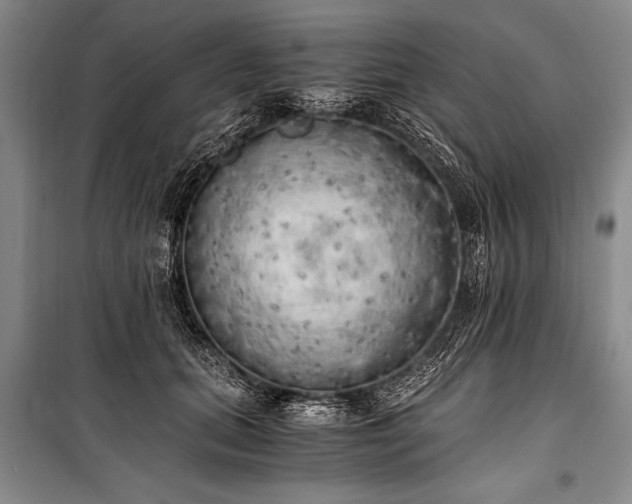 X0000100930655200807011222