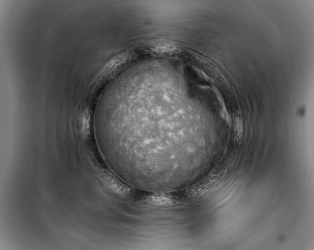 X0000100930668200807011222