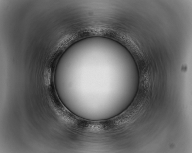 X0000100930694200807011221