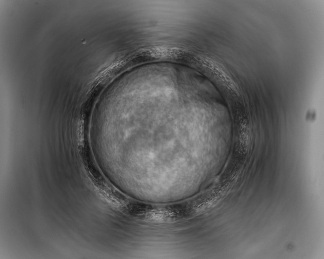 X0000100930696200807011221