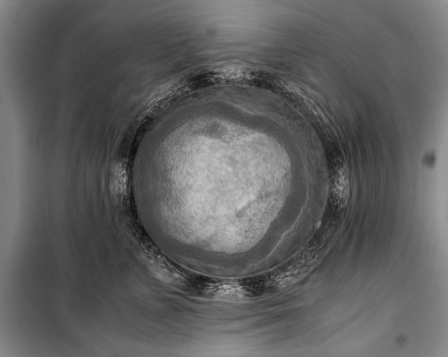 X0000100930715200807011221