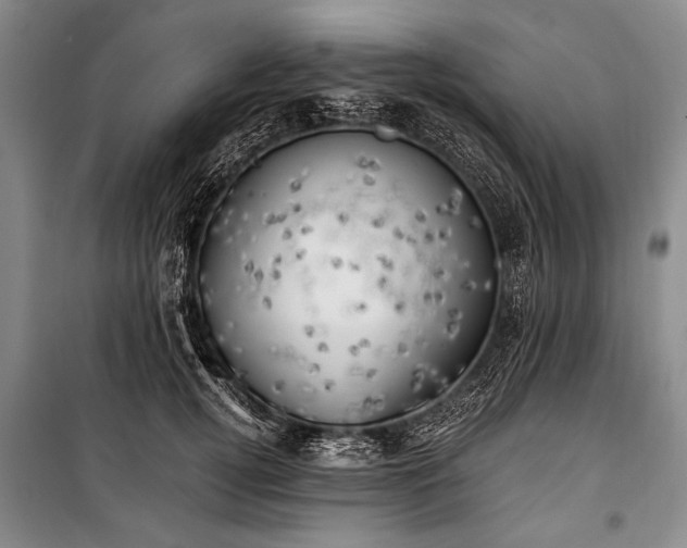 X0000100930752200807011221