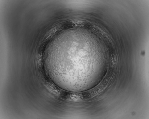 X0000100930756200807011221