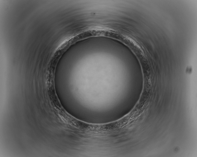 X0000100930775200807011220