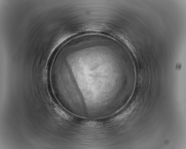 X0000100930779200807011220