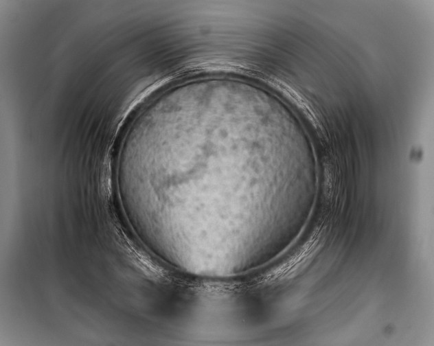 X0000100930782200807011220