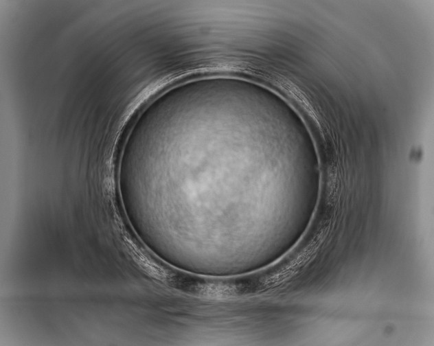 X0000100930789200807011220