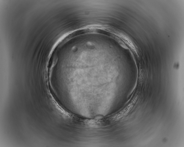 X0000100930808200807011220