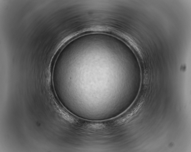 X0000100930837200807011219