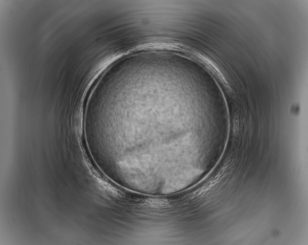 X0000100930844200807011219