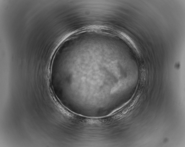 X0000100930852200807011220