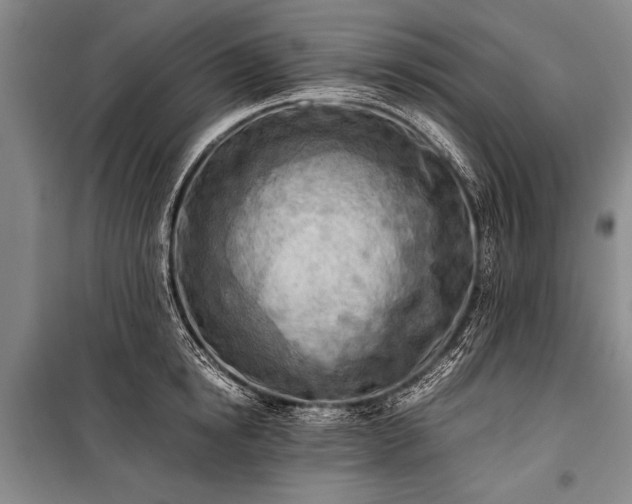 X0000100930854200807011220