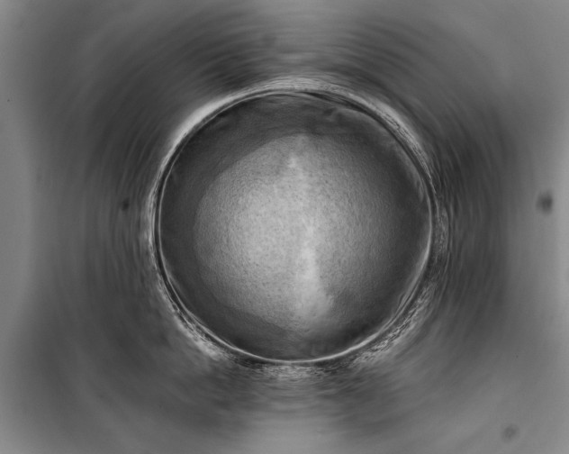 X0000100930862200807011220