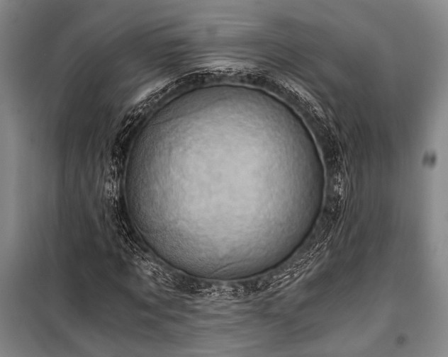 X0000100930869200807011219