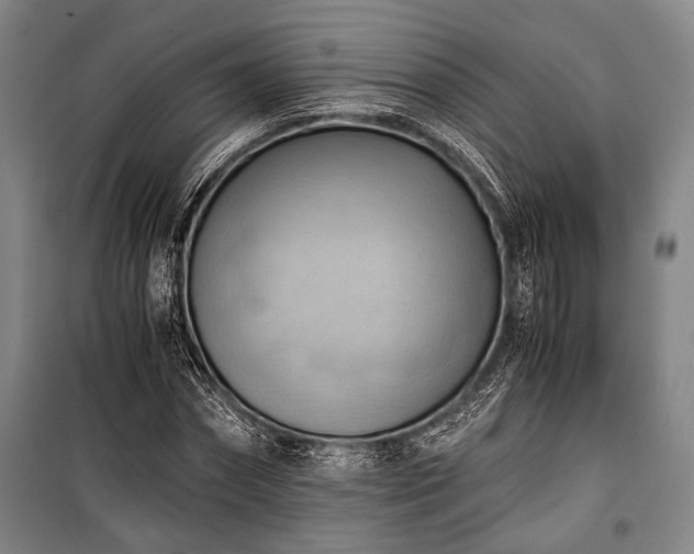 X0000100930874200807011219