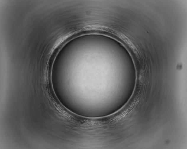 X0000100930877200807011219