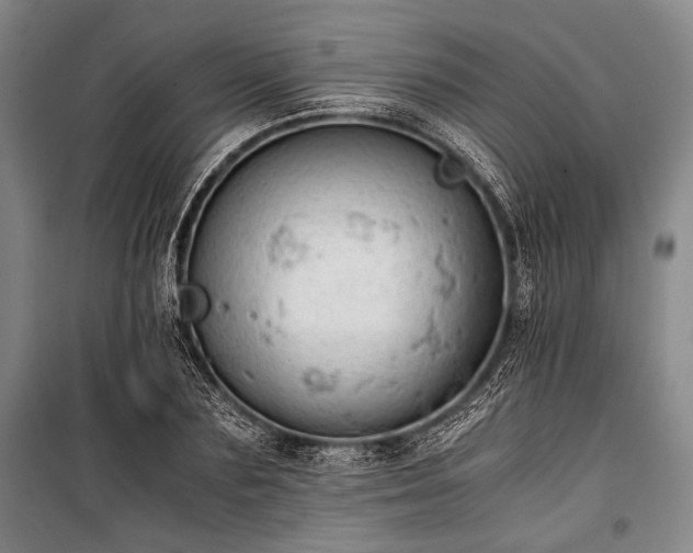 X0000100930883200807011219