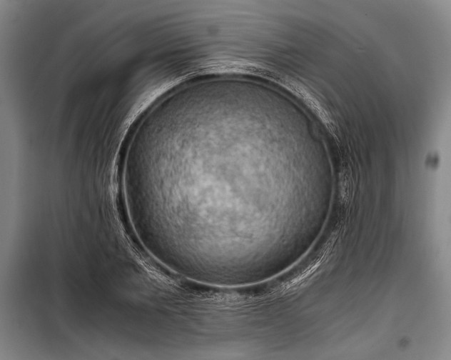 X0000100930885200807011219