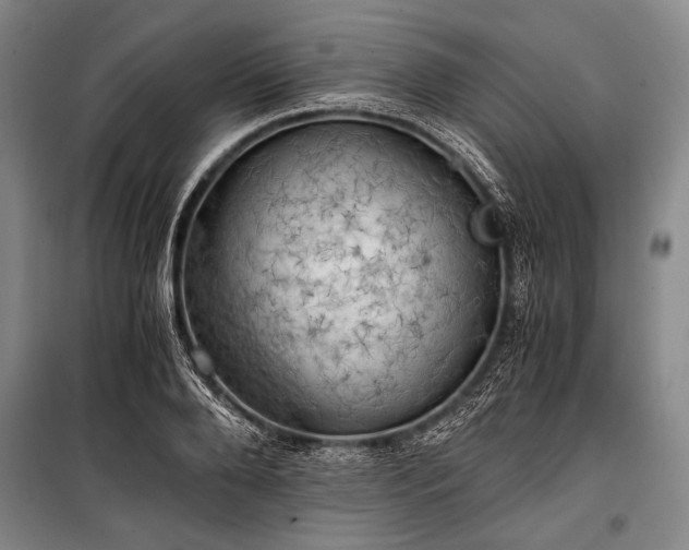 X0000100930888200807011219