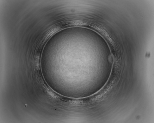 X0000100930889200807011219