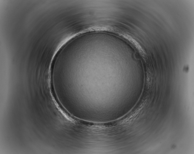 X0000100930894200807011219