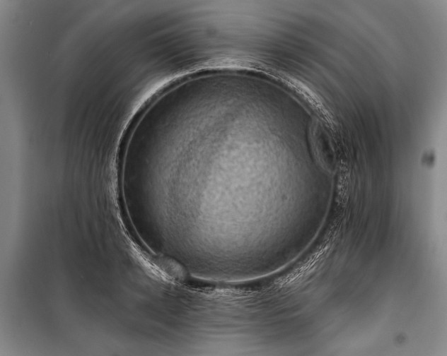 X0000100930942200807011218