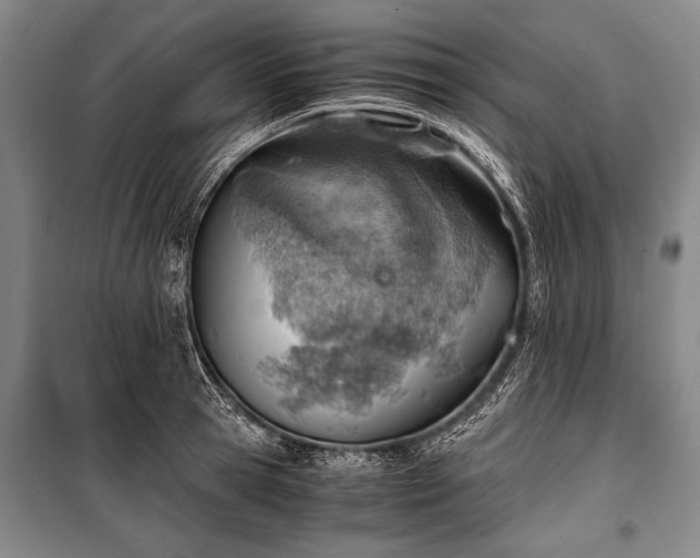 X0000100930945200807011218