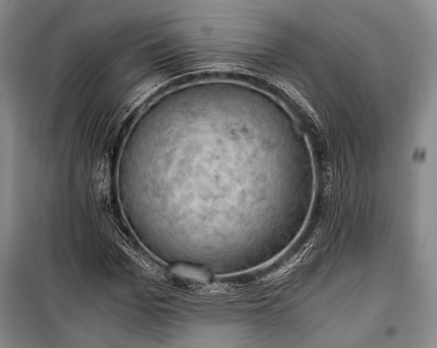 X0000100930969200807011217