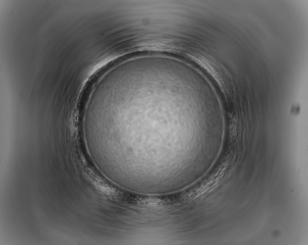 X0000100930971200807011217