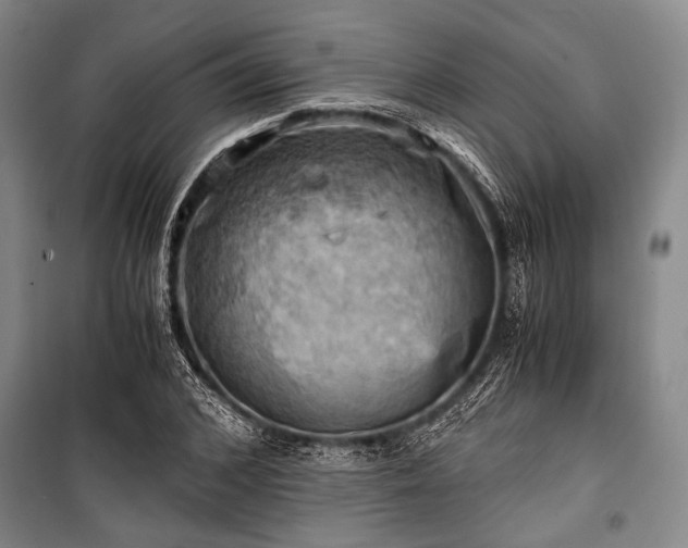 X0000100930976200807011217