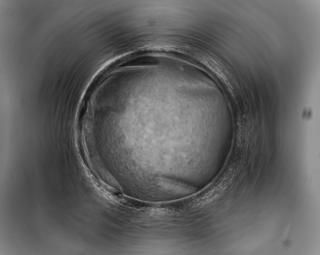 X0000100930984200807011217