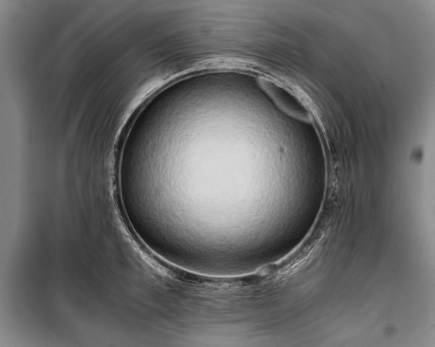 X0000100930997200807011217