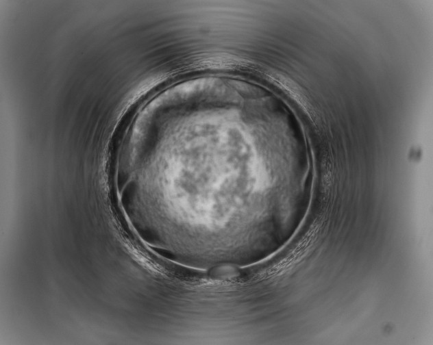 X0000100931026200807011216