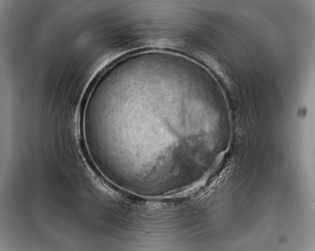 X0000100931032200807011217