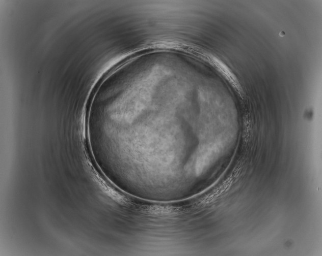 X0000100931036200807011217