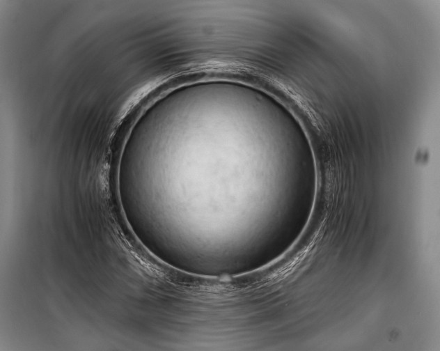 X0000100931066200807011216