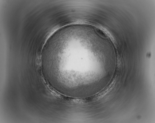 X0000100931097200807011215