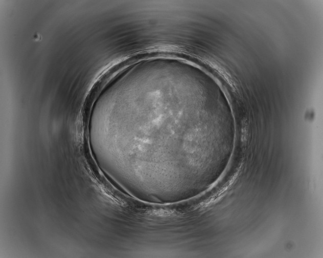 X0000100931117200807011215