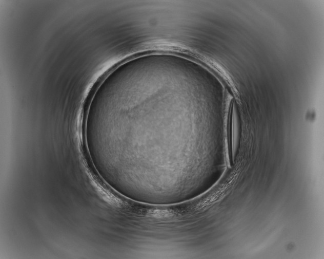 X0000100931128200807011215