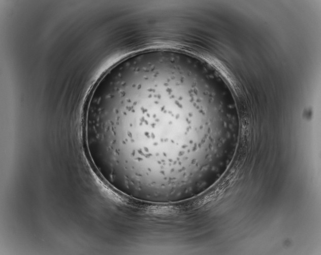 X0000100931143200807011215