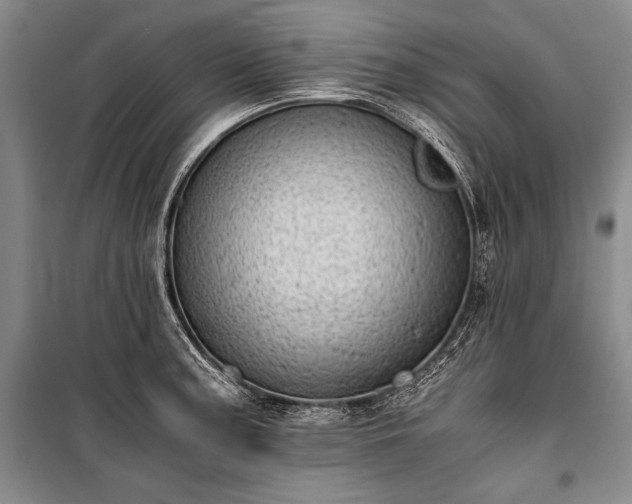 X0000100931187200807011214