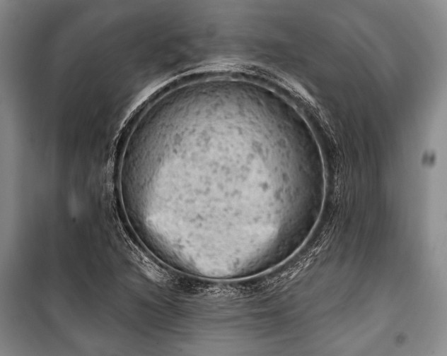 X0000100931216200807011213