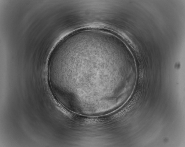 X0000100931232200807011214