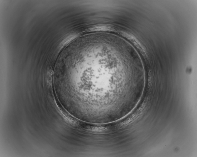 X0000100931233200807011214